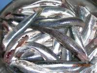   BOQUERONES FRITOS