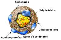   ESTUPENDOS CONSEJOS DIETÈTICOS PARA BAJAR EL COLESTEROL