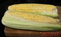 
Mazorca de maíz cocida/asada  