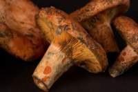 Níscalos, los reyes de la cocina de otoño   