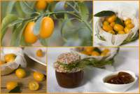   Kumquats en Almibar