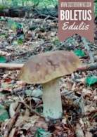 Boletus edulis  