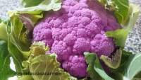   Coliflor morada